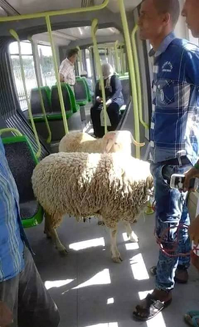 صورة اليوم : خرفان عيد الاضحى في المترو الخفيف